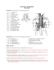 vertebrae worksheet for high school