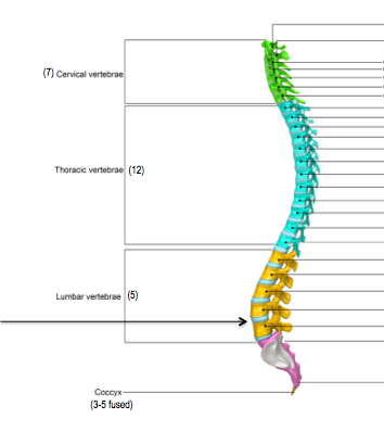 Quiz &  Worksheet - The Vertebral Column | Study.com