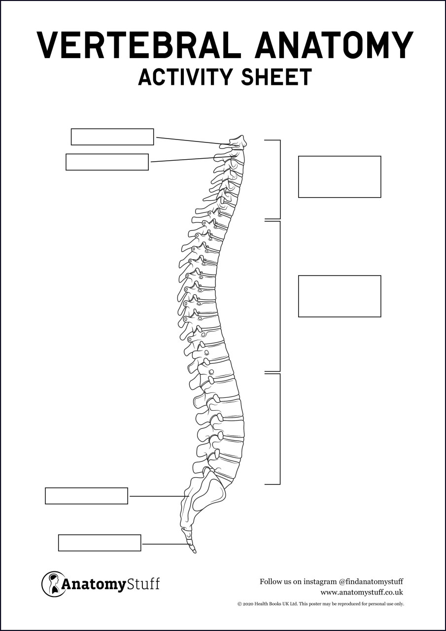vertebrae worksheet for high school