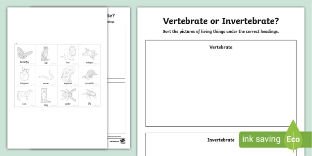 vertebrate and invertebrate worksheet
