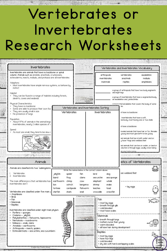 vertebrate and invertebrate worksheet