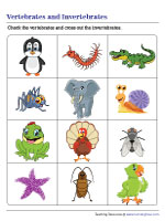 vertebrate and invertebrate worksheet