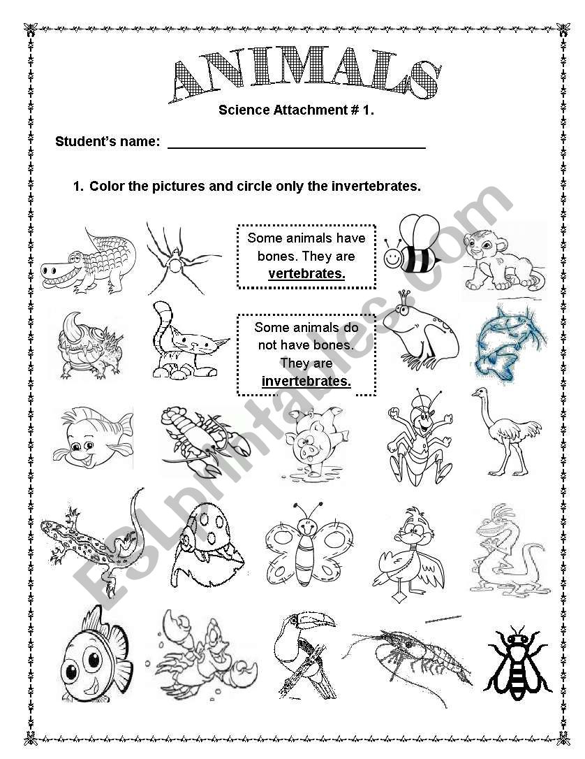 vertebrate and invertebrate worksheet
