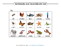 vertebrate invertebrate worksheet