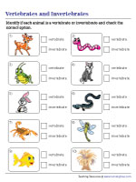 vertebrates and invertebrates worksheet