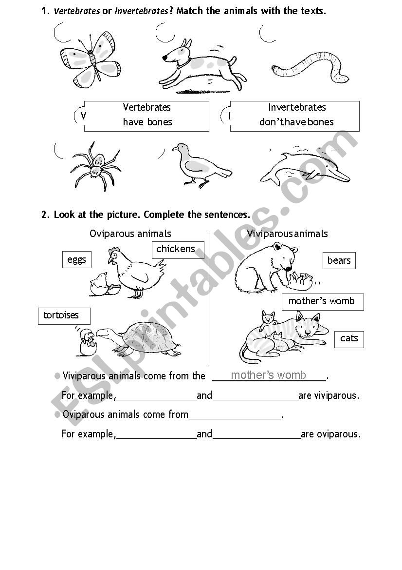 vertebrates invertebrates worksheet