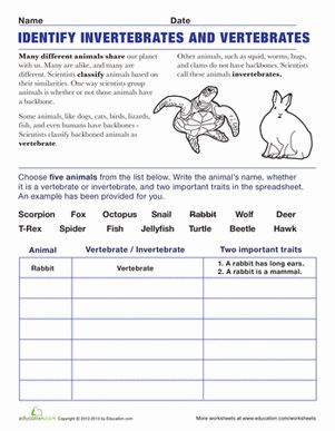 Vertebrates and Invertebrates | Worksheet 