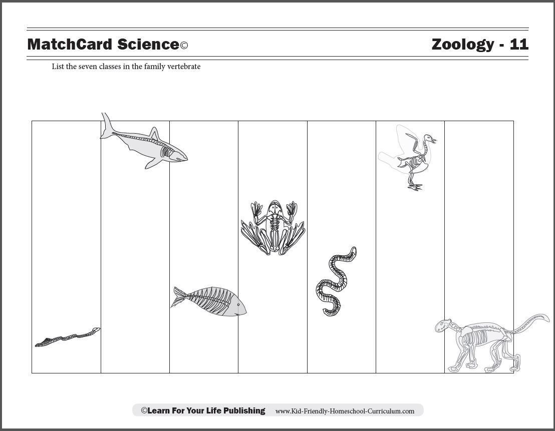 vertebrates worksheet