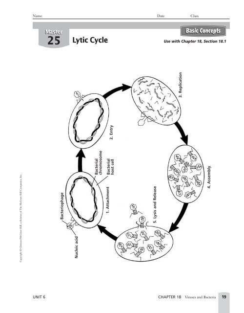 Viruses and Bacteria - Teacher