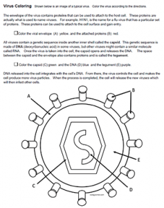 viruses worksheet