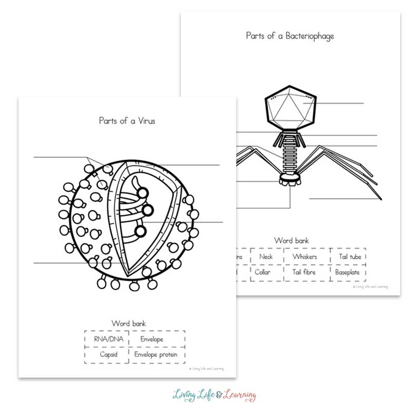Virus Worksheets for Kids