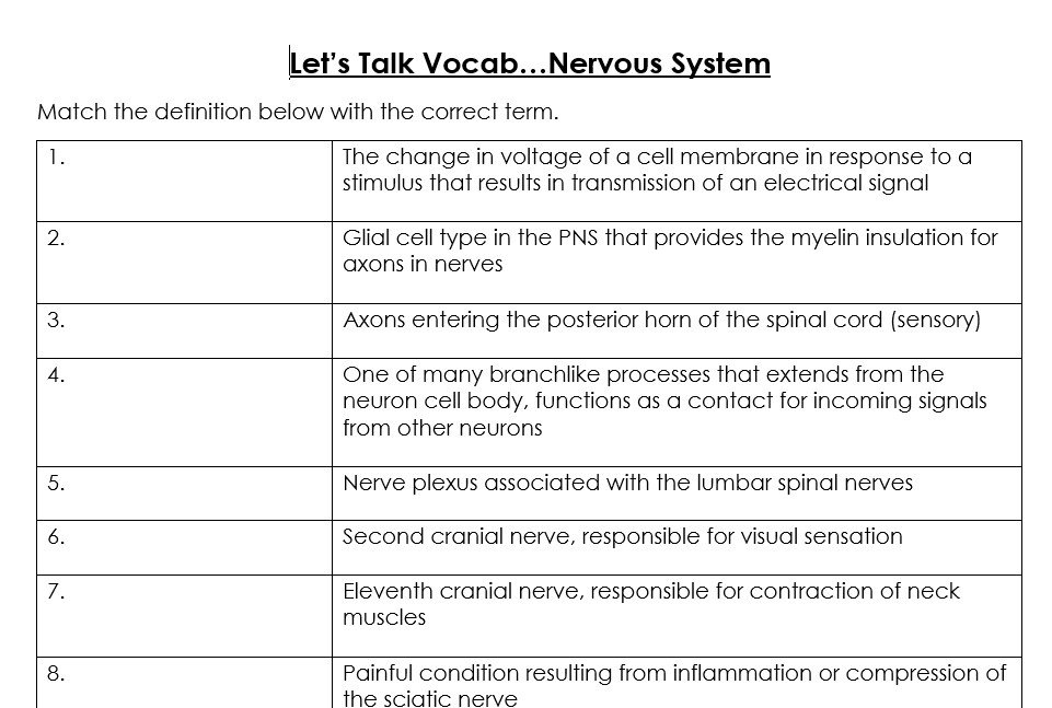 Lets Talk Vocab...Nervous System Worksheet (Anatomy, Biology ...