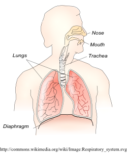 Anatomy of the Voice — SingWise