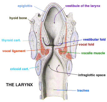 Voice &  Swallowing - Anatomy | OHSU