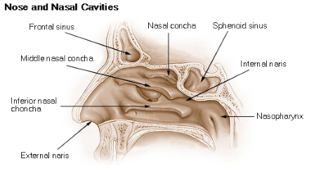 Vocal Tract Anatomy, Function &  Diagram | Study.com