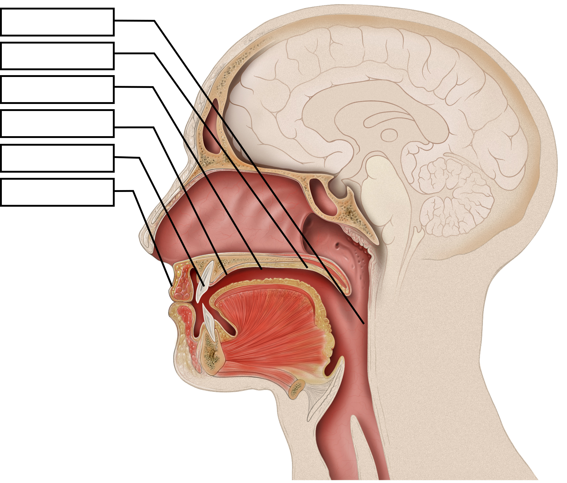 2.2 The Articulatory System - Psychology of Language