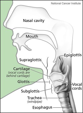 Vocal Tract Anatomy, Function &  Diagram | Study.com