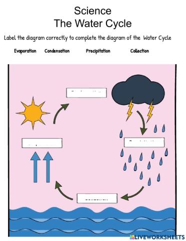 The Water Cycle online pdf worksheet  