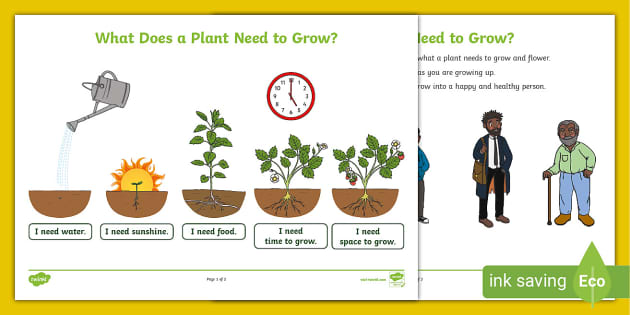 what do plants need to grow worksheet