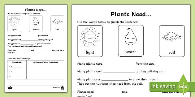 what plants need to grow worksheet for kindergarten