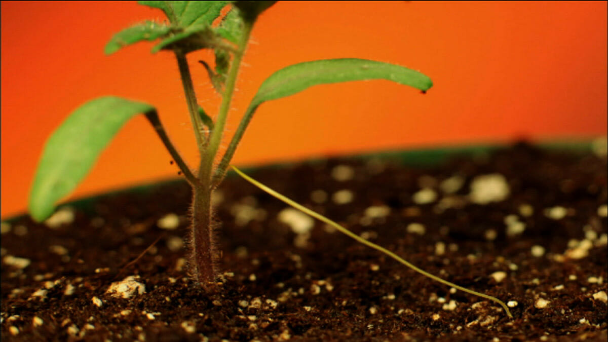 What Plants Talk About - Modern Farmer
