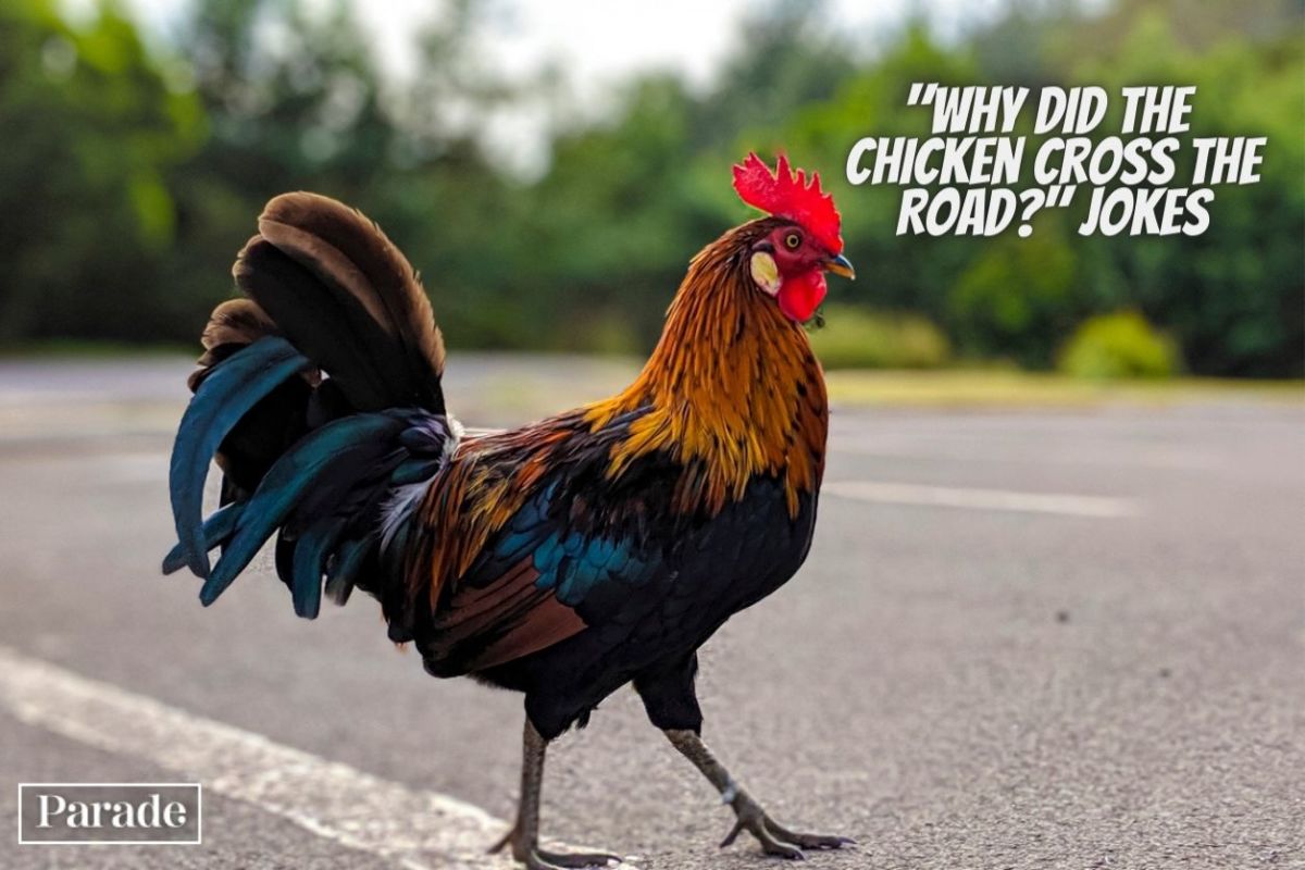 why did the chicken cross the road math worksheet answers