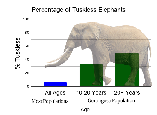 African Elephant - Change Over Time