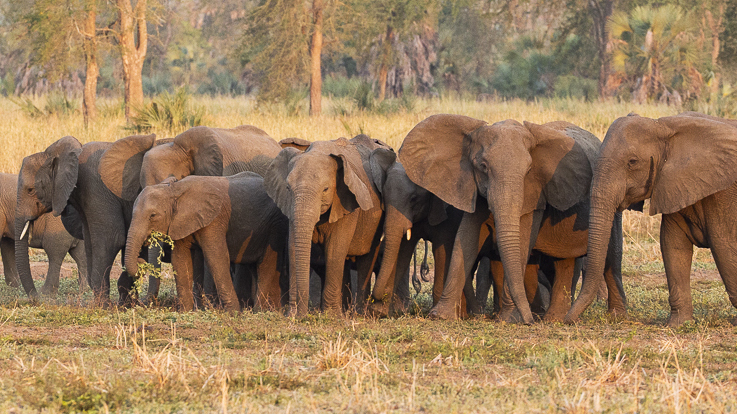 why do elephants have ivory tusks worksheet answers