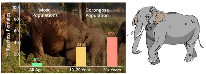 African Elephant - Change Over Time