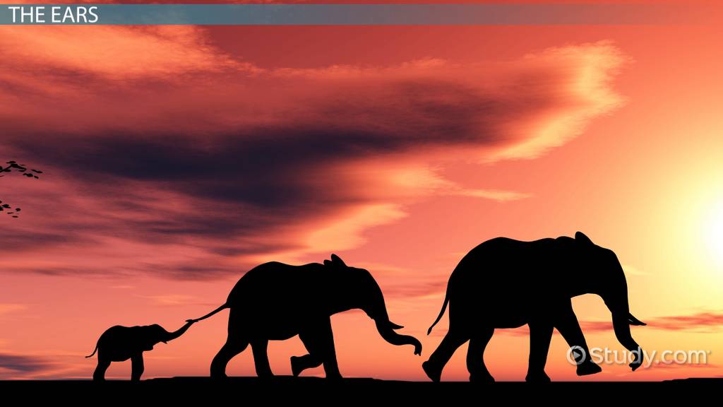 Elephant Adaptations Lesson for Kids Video Worksheets Library