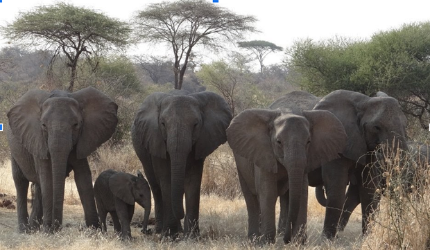 why do elephants have ivory tusks worksheet answers