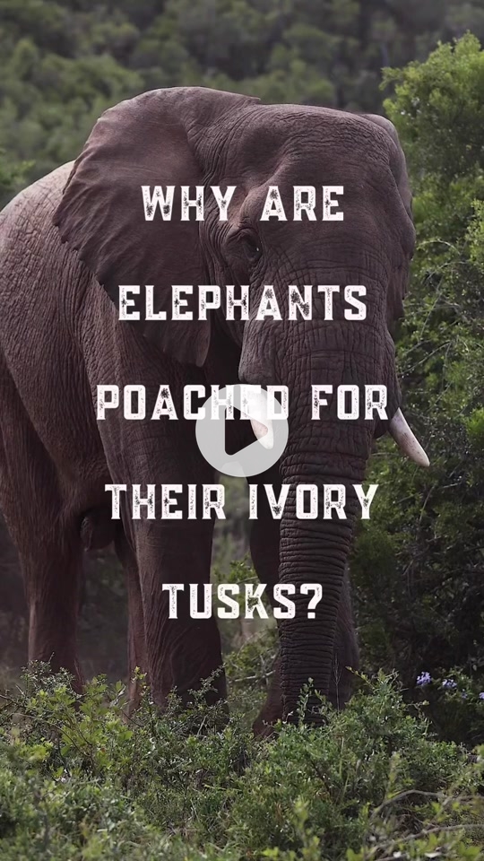 Free why do elephants have ivory tusks worksheet answers, Download Free