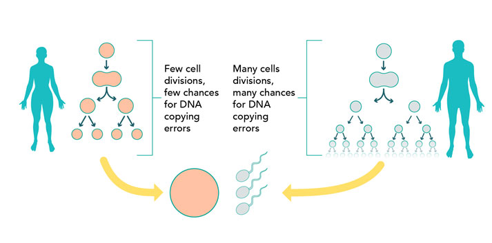 The causes of mutations