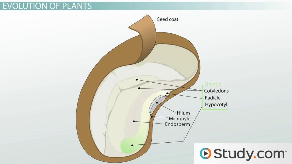 Evolution of Fungi &  Plants | Overview &  Similarities Video