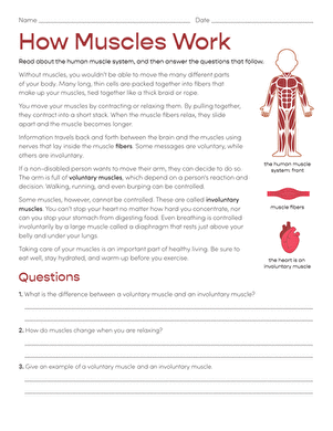 How Muscles Work | Worksheet 