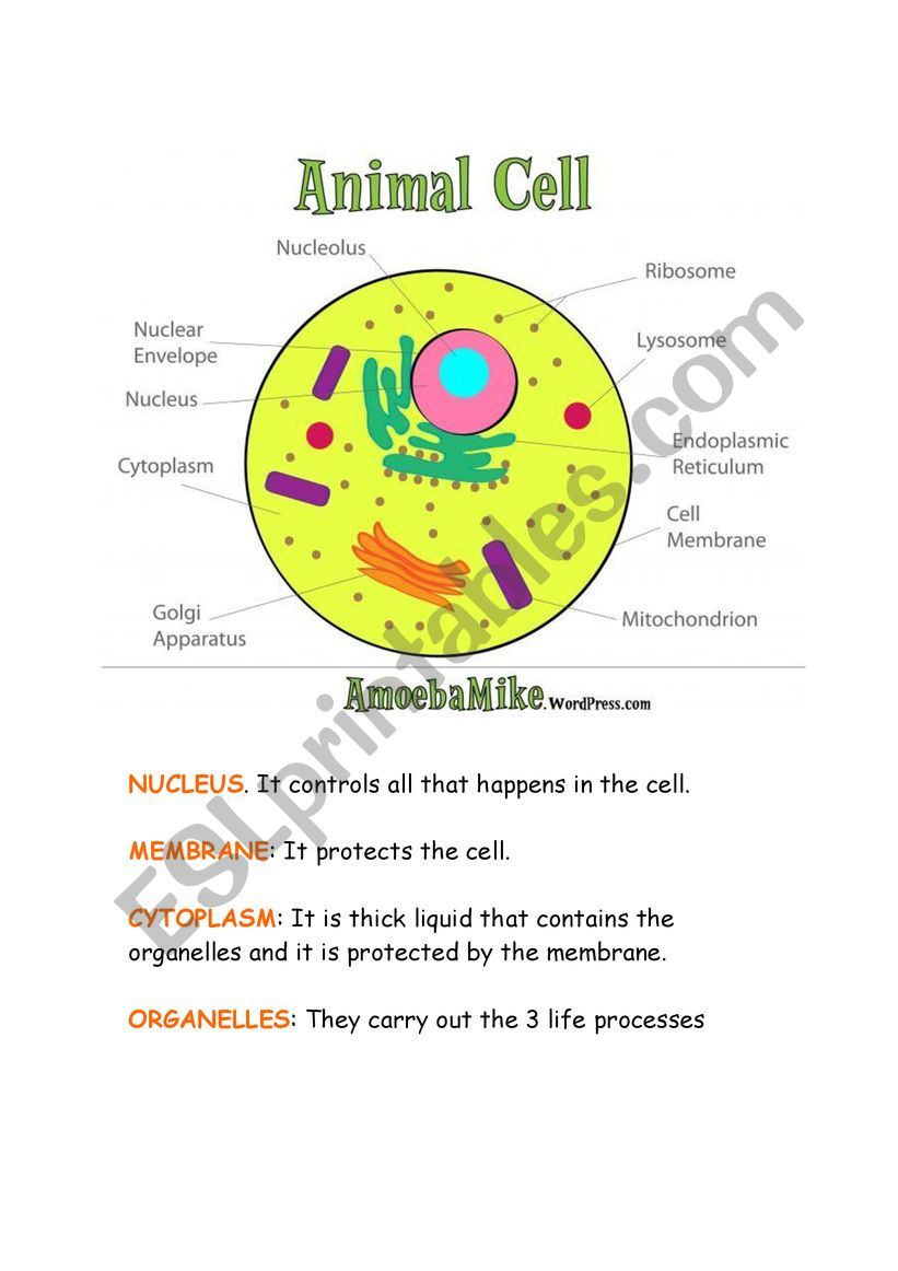 worksheet animal and plant cell