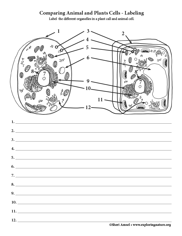 worksheet animal and plant cell