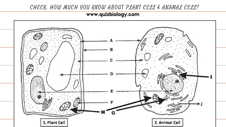 worksheet animal and plant cell