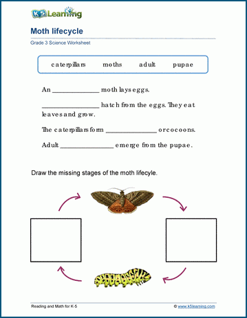 Living Things Worksheets | Worsheets library