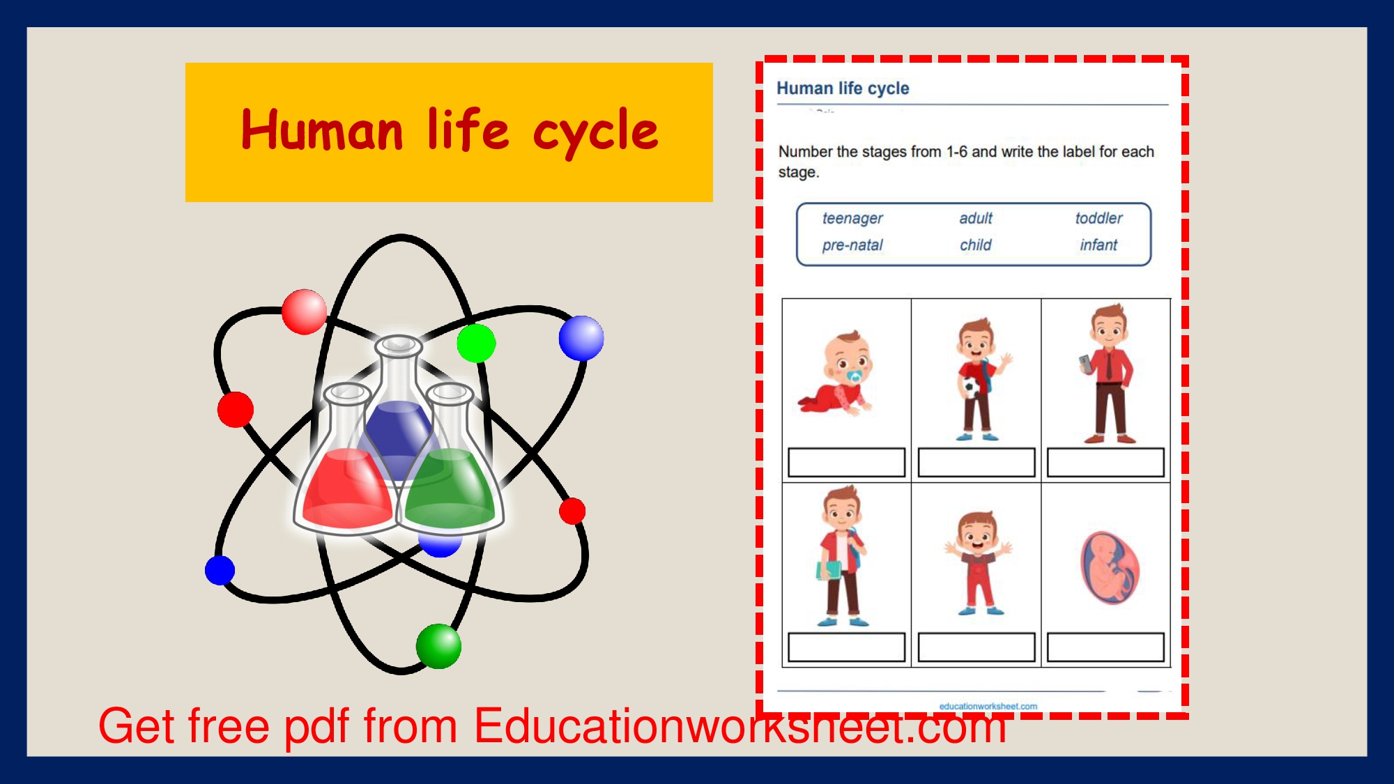 Life Stages Of A Human Worksheets. - Education Worksheet