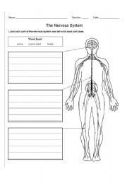 Nervous system worksheets