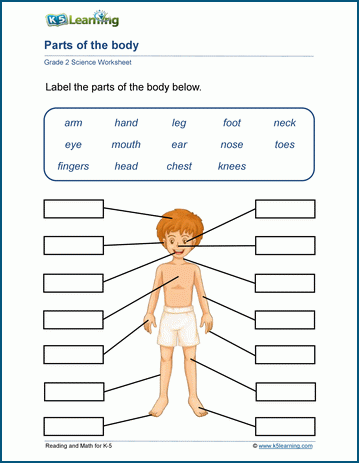 Human Body Parts Worksheets | Worsheets library