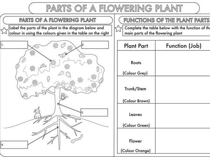 Year 3 Science: Parts of a Plant Worksheet  