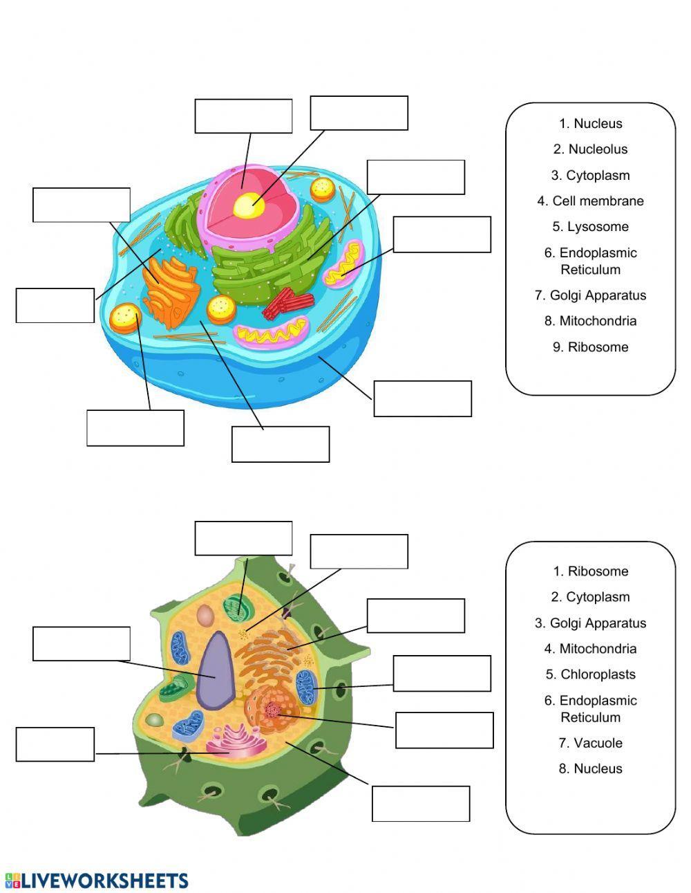 Cell Structure exercise  