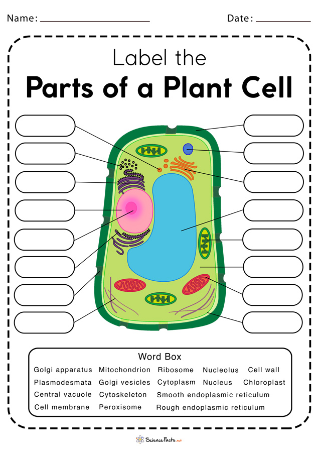 Plant Cell Worksheets - Free Printable