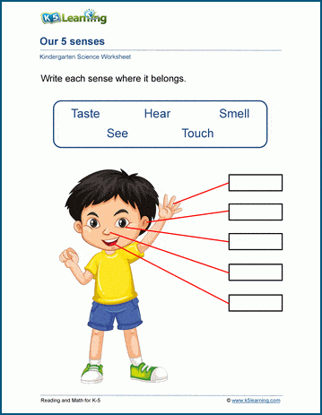 worksheet on five senses