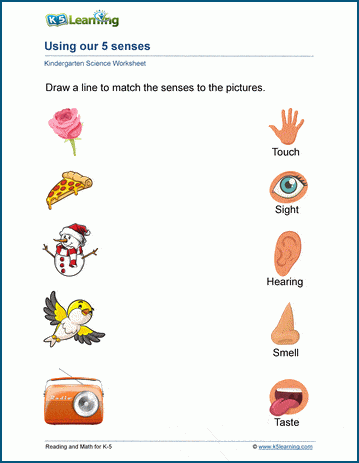 Using our 5 senses | Worsheets library