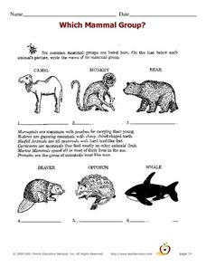 Which Mammal Group? Worksheet for 5th - 8th Grade | Lesson Planet