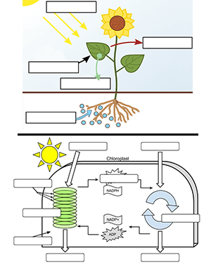 worksheet on photosynthesis