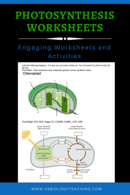 worksheet on photosynthesis